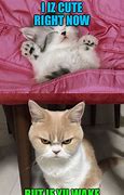Image result for Cat Wake Up Meme Person