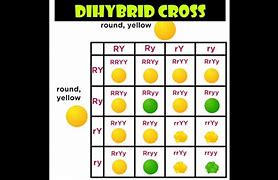 Image result for Dihybrid Cross FOIL Method