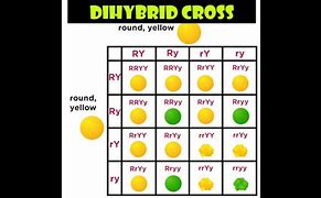 Image result for Standard Dihybrid Cross