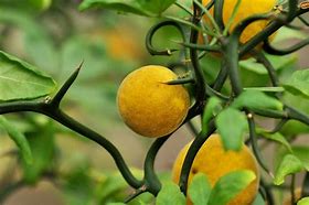 Image result for White Orange Fruit