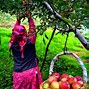 Image result for Himachal Fruits