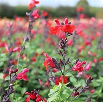 Image result for Salvia Royal Bumble