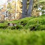 Image result for Types of Moss Garden