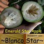 Image result for Chrysophyllum Cainito Star Apple
