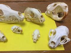 Image result for Animal Jaw Bone Identification