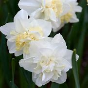Image result for Narcissus Easter Born