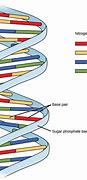 Image result for Nucleotide Gene DNA Chromosome