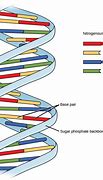 Image result for DNA Sections