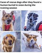 Image result for Rescue All the Animals Meme