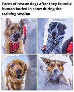 Image result for Rescue Dog Memes