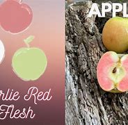 Image result for Airlie Red Flesh Apple