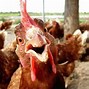 Image result for Funny Rooster Pictures