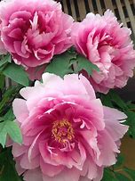 Image result for Paeonia Wladyslawa (Lactif-S-Group)