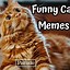 Image result for Kitten Memes