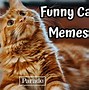 Image result for Curious Cat Memes Funny