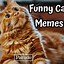 Image result for New Funny Cat Memes