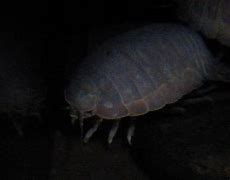 Image result for Giant Texas Isopod