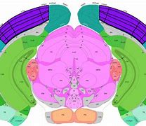Image result for Mouse Brain Map