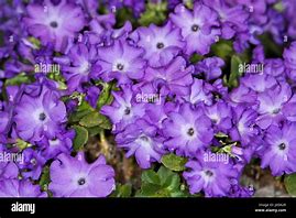 Image result for Primula miniera Joe Elliott