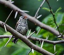 Image result for Piculus Picidae