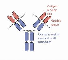 Image result for antibody