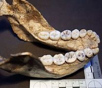 Image result for Fossil Molar Teeth