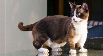 Image result for Munchkin Cats and Kittens