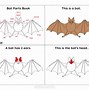 Image result for Parts of a Bat Poster