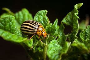 Image result for "colorado-potato-beetle"