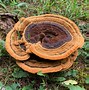 Image result for Dyer's Polypore