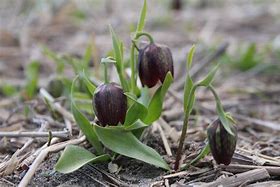 Risultato immagine per Fritillaria davisii