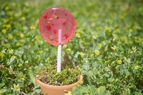 Image result for Lolliottos Transparente