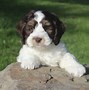 Image result for Multigen Labradoodle