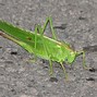 Image result for UK Garden Cricket Bug