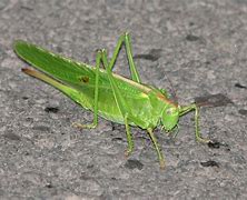 Image result for Cricket Green