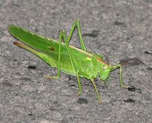 Image result for Green Cricket Insect