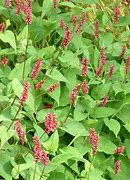 Image result for Persicaria amplexicaulis Spotted Eastfield