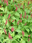 Image result for Persicaria amplexicaulis Fascination