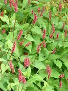 Image result for Persicaria amplexicaulis High Society