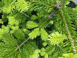 Image result for 10 Fastest Growing Evergreen Trees