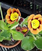 Résultat d’images pour Primula auricula Celtic King