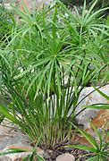 Image result for Cyperus Umbrella Plant