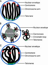 Image result for Nuclear Chromosome
