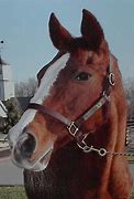 Image result for Pics of Horse Racing in Tye 80s