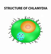 Image result for Chlamydia Trachomatis Structure