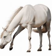 Image result for White Horse PNG