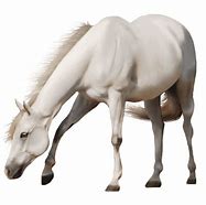 Image result for White Horse No Background