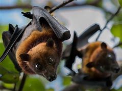Image result for Fruit Bat From a Branch