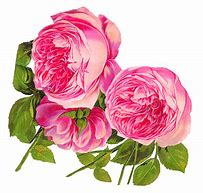 Image result for Rose Art