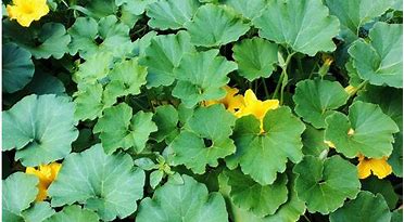 Image result for Squash Plant